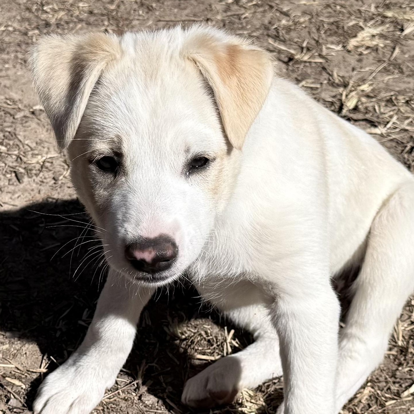 Enlarge Carol's Angel, an adopted mixed breed in Wytheville, VA image 3/6