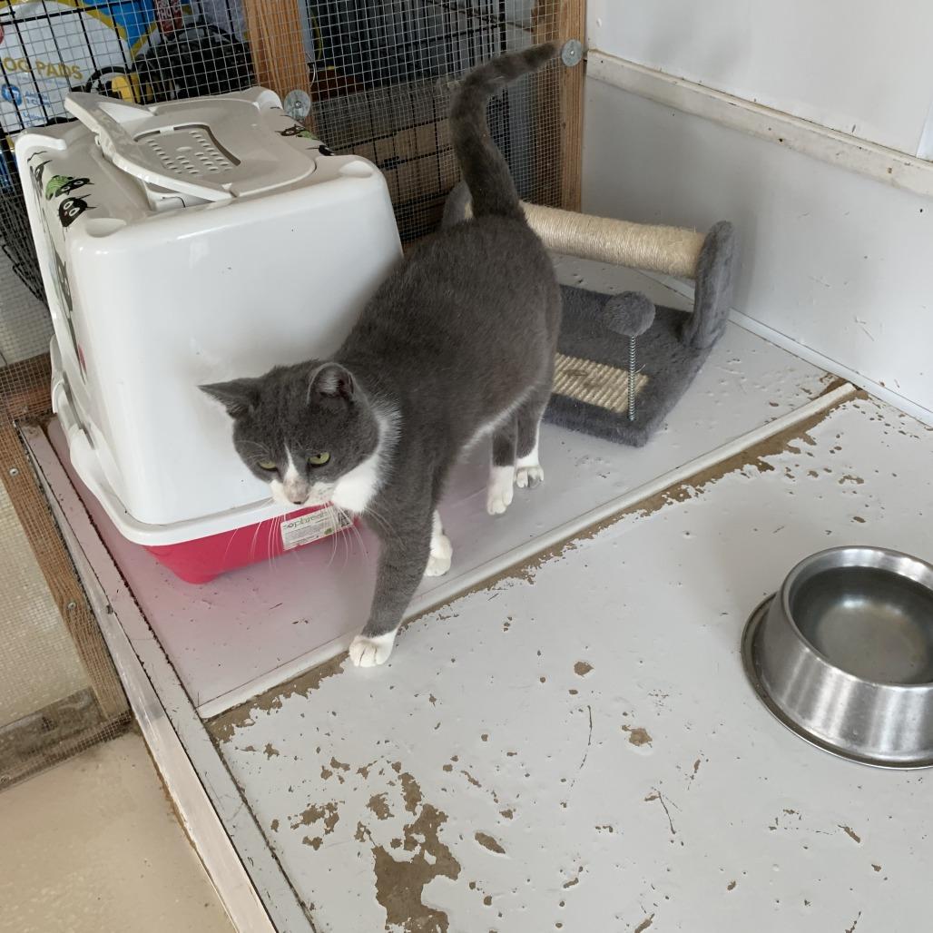 Enlarge Nolan, a Adoptable Domestic Short Hair in Hearne, TX image 1/1