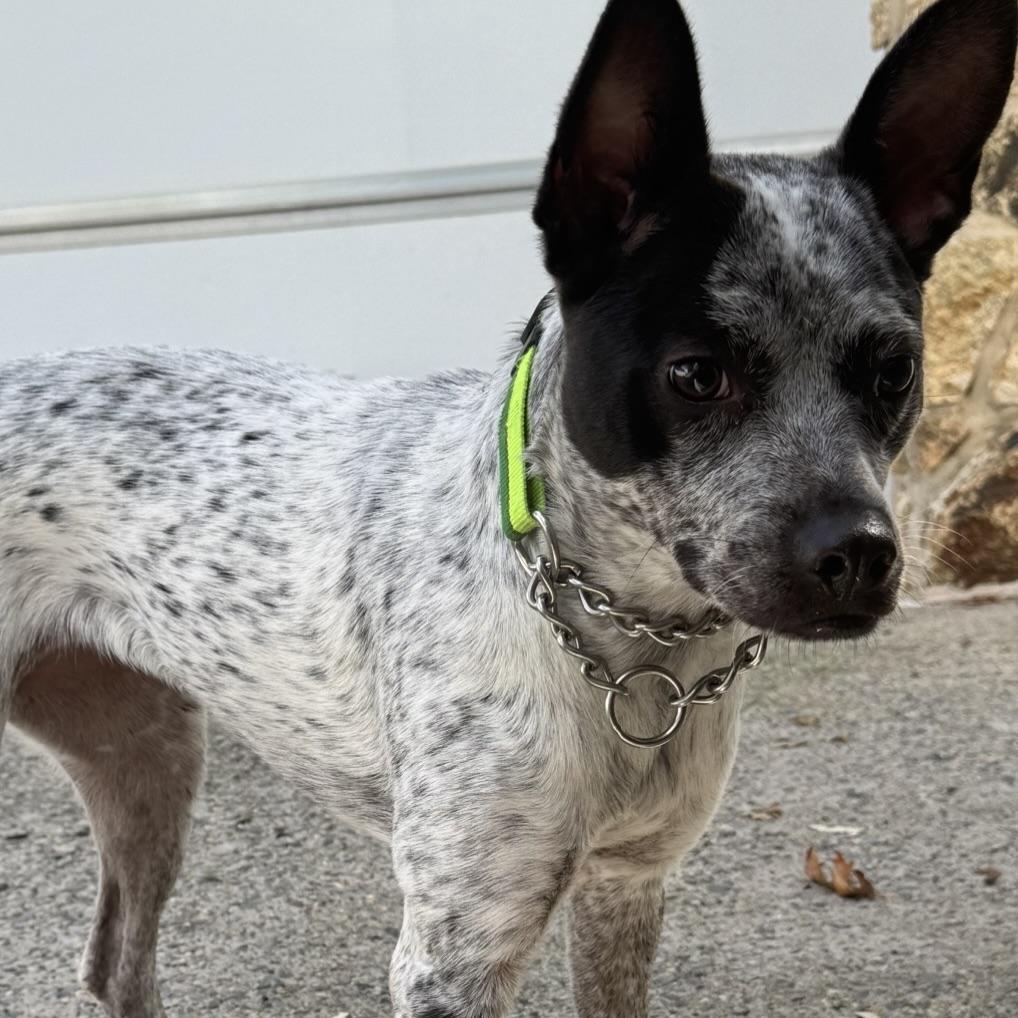 Enlarge Brisbane, a Adoptable mixed breed in CANTON, OH image 6/6