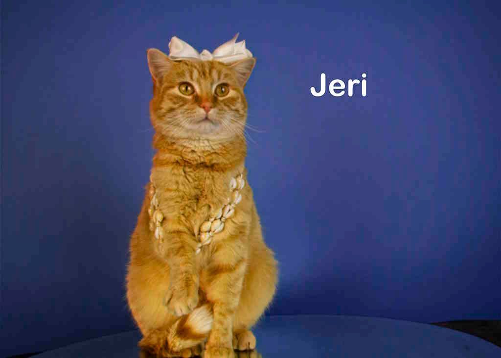 Jeri 2