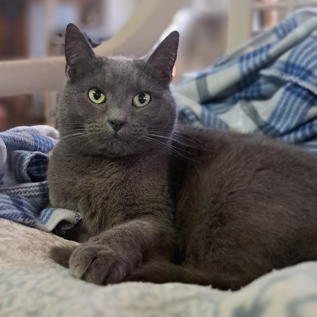 Lillie, Adult Female Domestic Short Hair