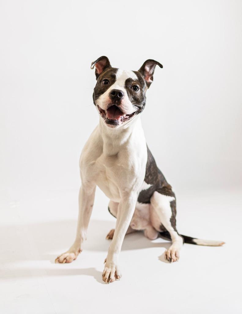 Dejay, a Adoptable mixed breed in Clarksville, TN image 1/4