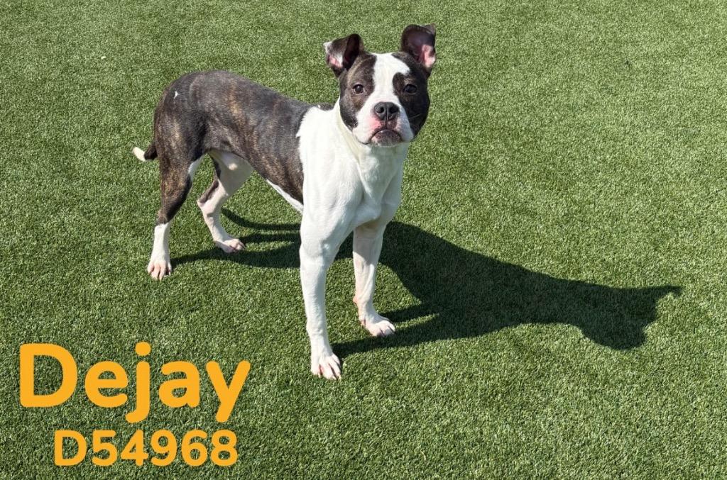 Dejay, a Adoptable mixed breed in Clarksville, TN image 2/4