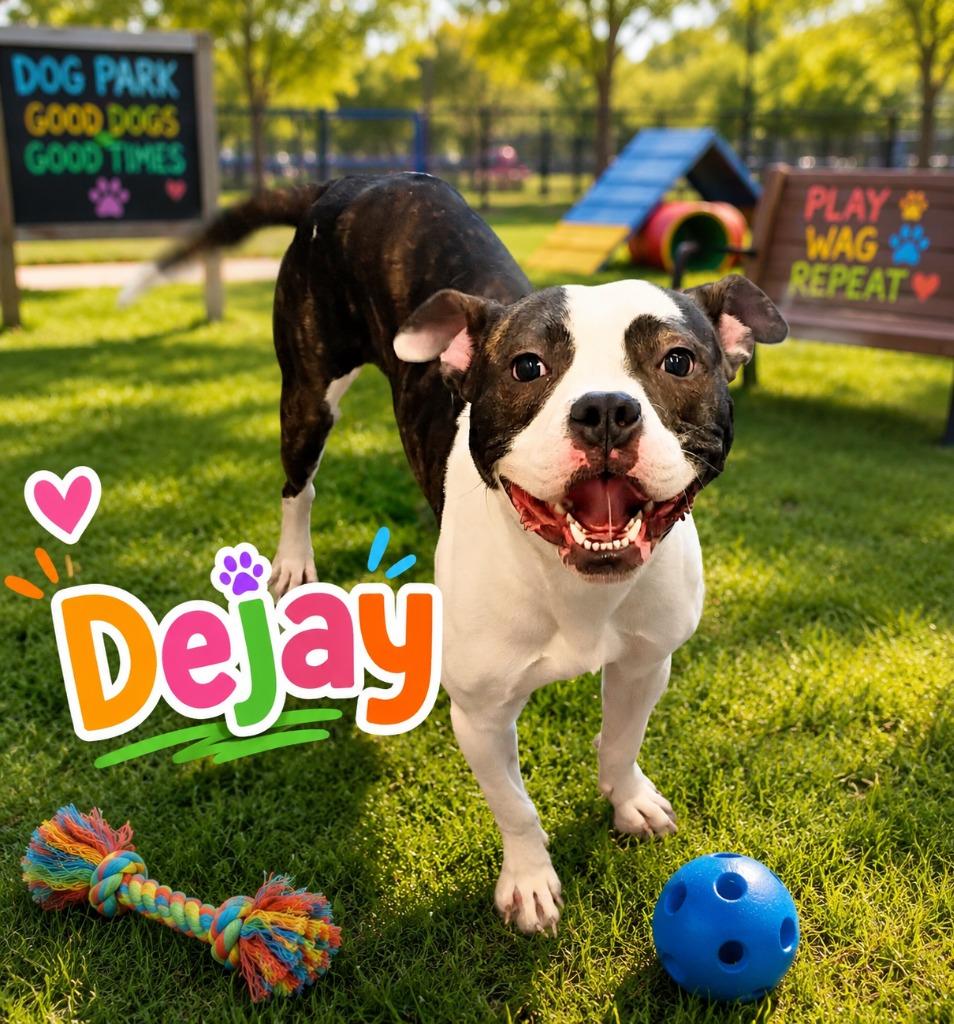 Dejay, a Adoptable mixed breed in Clarksville, TN image 4/4