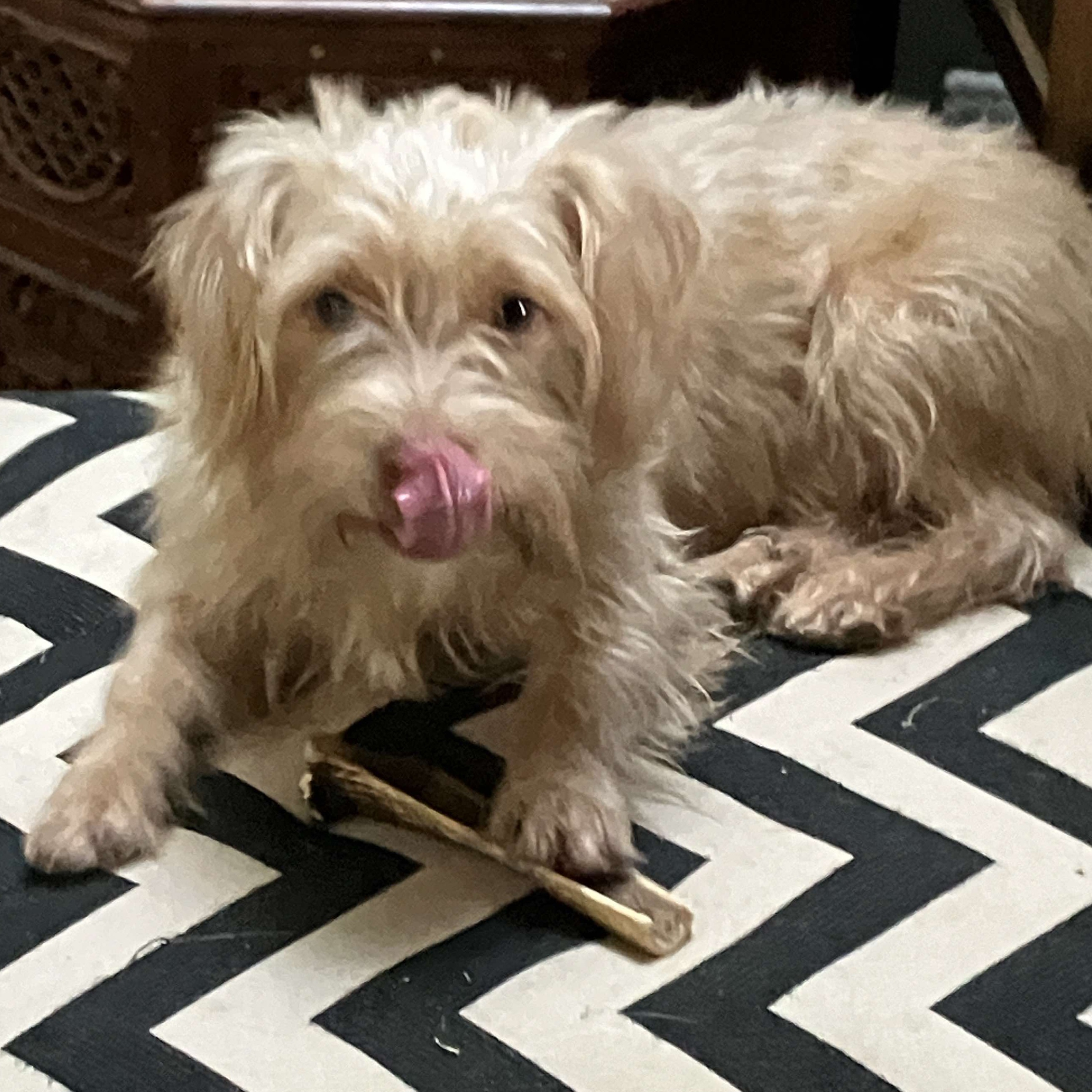 Dog for adoption Kenzi, a West Highland White Terrier / Westie