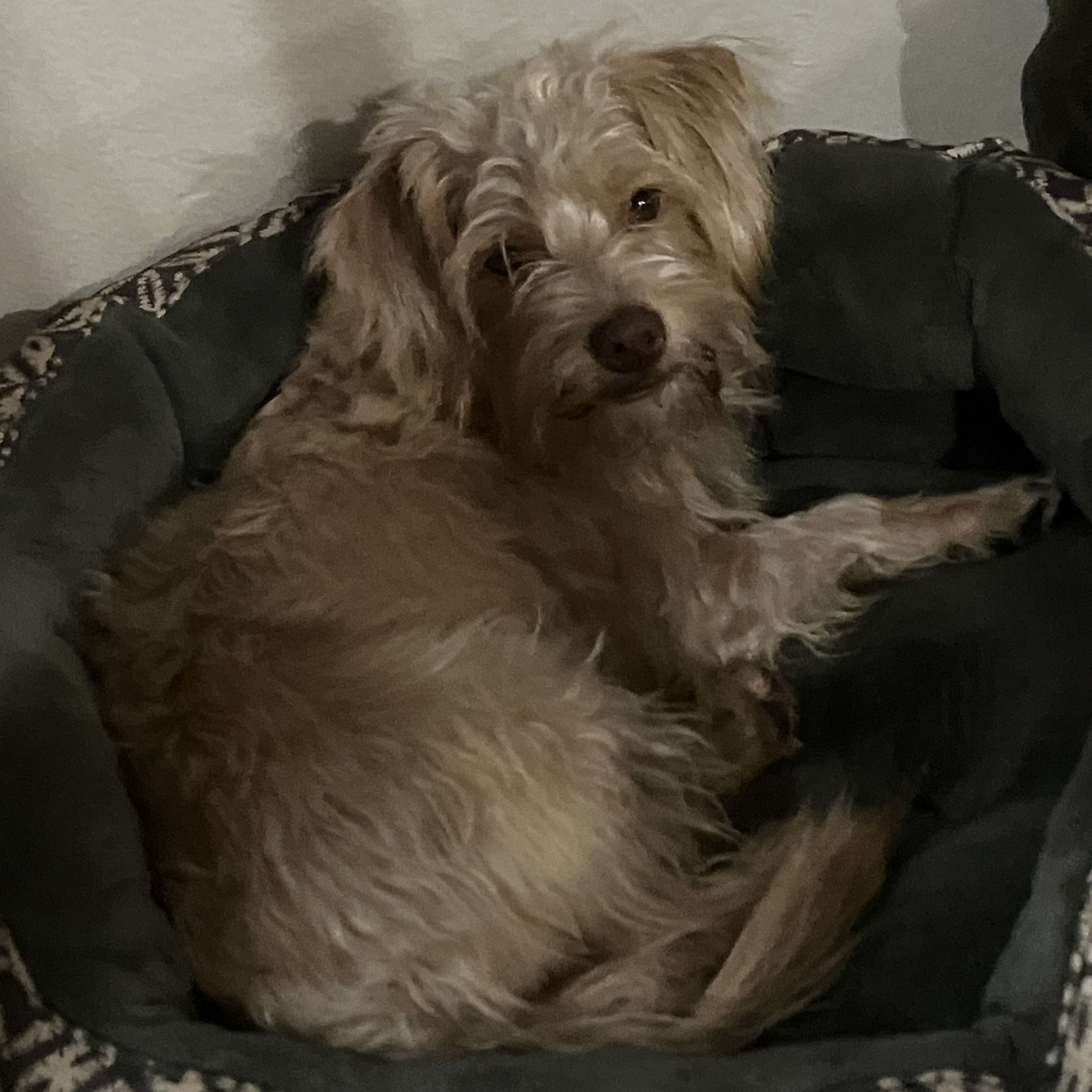 Dog for adoption Kenzi, a West Highland White Terrier / Westie