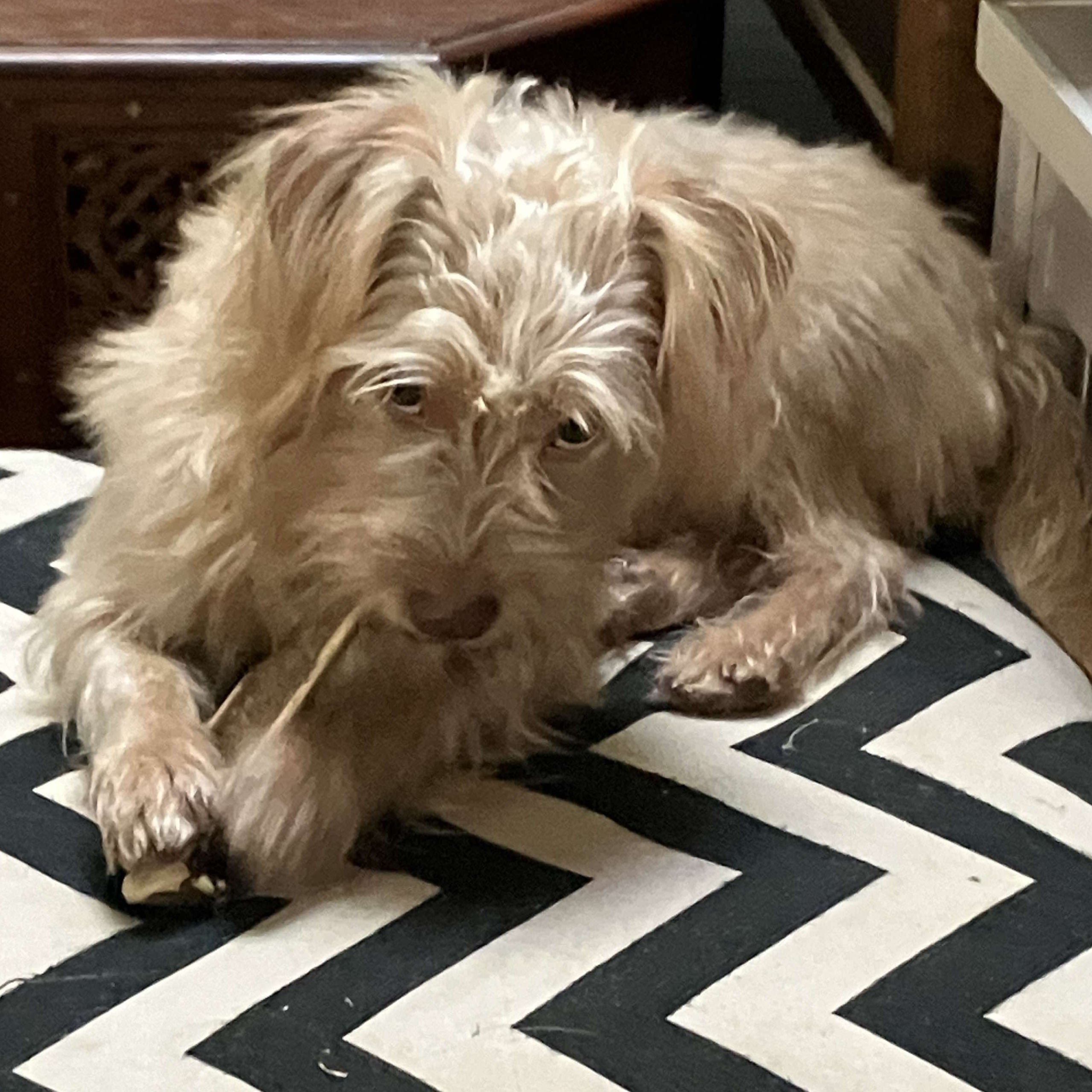 Dog for adoption Kenzi, a West Highland White Terrier / Westie