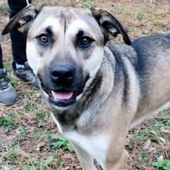 Remy, Adoptable, Adult Female Shepherd.