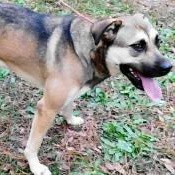 Remy, a Adoptable mixed breed in Chelmsford, MA image 2/5