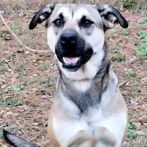 Remy, a Adoptable mixed breed in Chelmsford, MA image 3/5