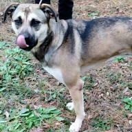 Remy, a Adoptable mixed breed in Chelmsford, MA image 5/5