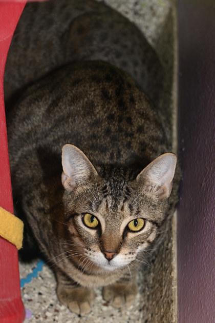 Andy Purrnard, Adoptable, Young Male Domestic Short Hair.