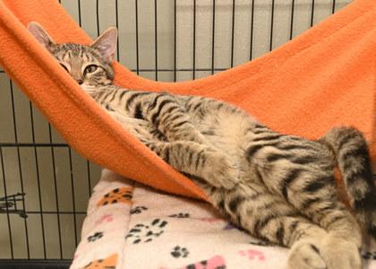 Andy Purrnard, a Adoptable Domestic Short Hair in Baton Rouge, LA image 3/3