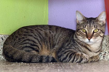 Andy Purrnard, Adoptable, Young Male Domestic Short Hair.