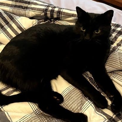 Enlarge Magnus  ( sweet playful  boy), an adopted Domestic Medium Hair in Macomb, MI image 2/2