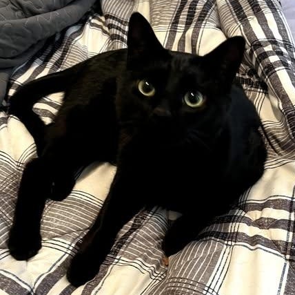 Enlarge Magnus  ( sweet playful  boy), an adopted Domestic Medium Hair in Macomb, MI image 1/2