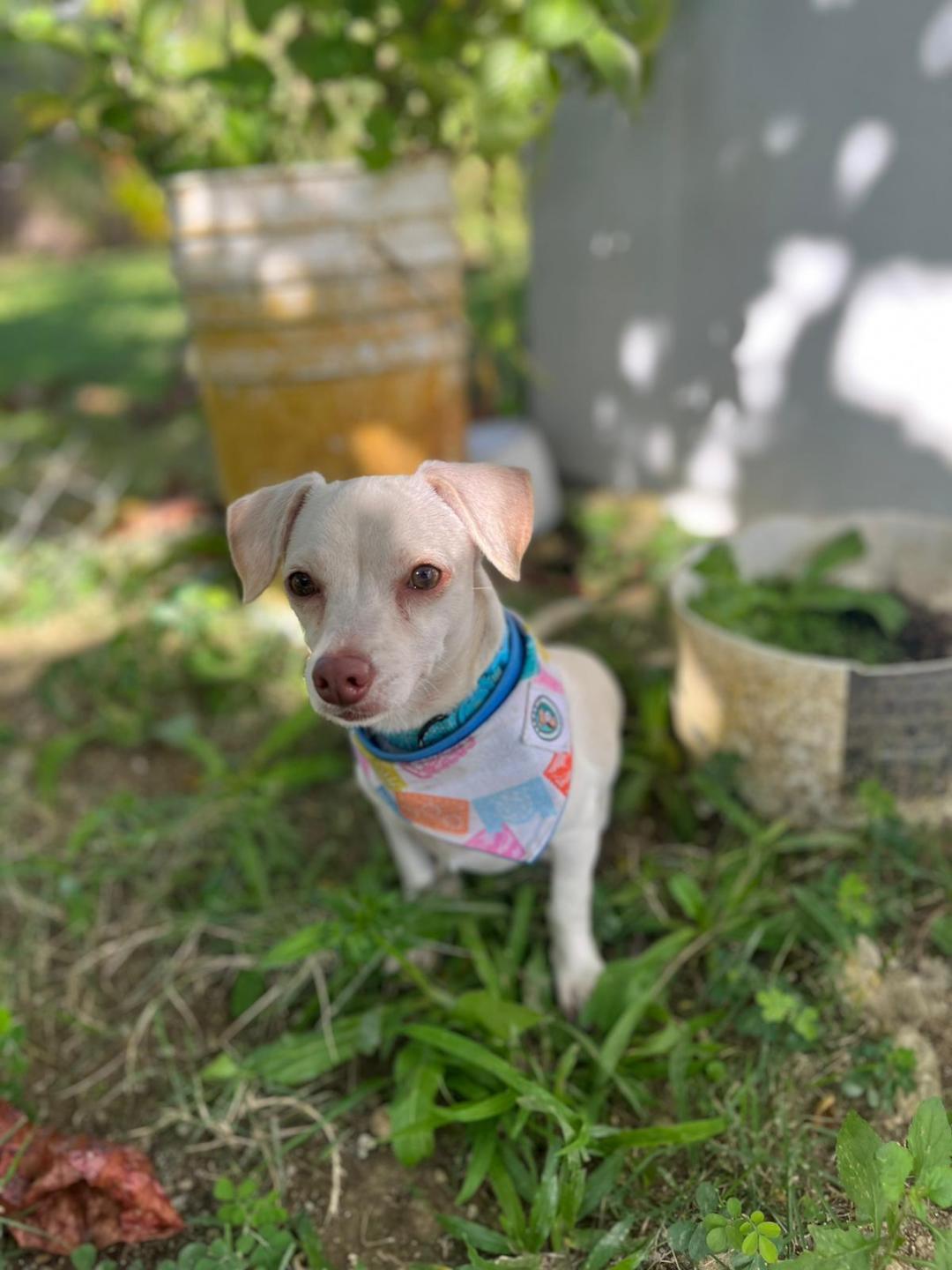 Leal, an adopted mixed breed in Albion, NY image 3/3