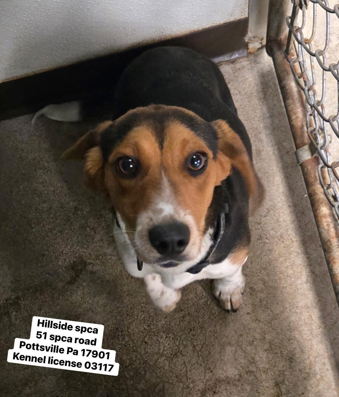 Enlarge Fonzie, an adopted Beagle in Pottsville, PA image 1/1