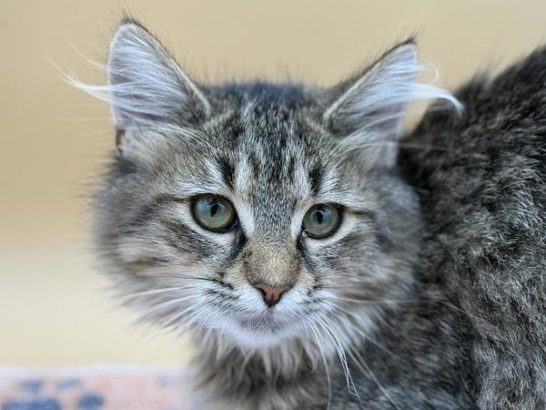 Enlarge Fawn, a Adoptable mixed breed in Portland, OR image 1/1