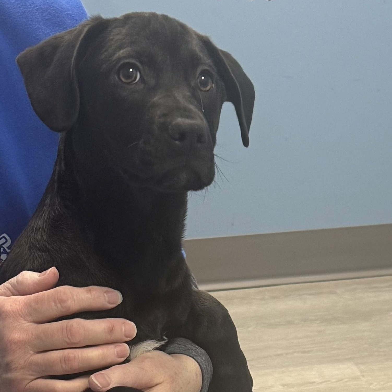 Ace, adopted, Puppy Male Terrier & Labrador Retriever.