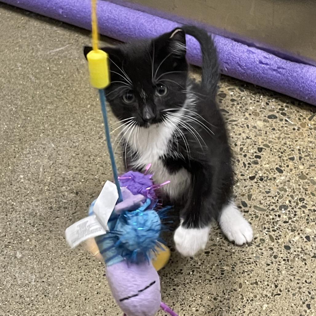 Jazz, Adoptable, Kitten Male Domestic Short Hair.