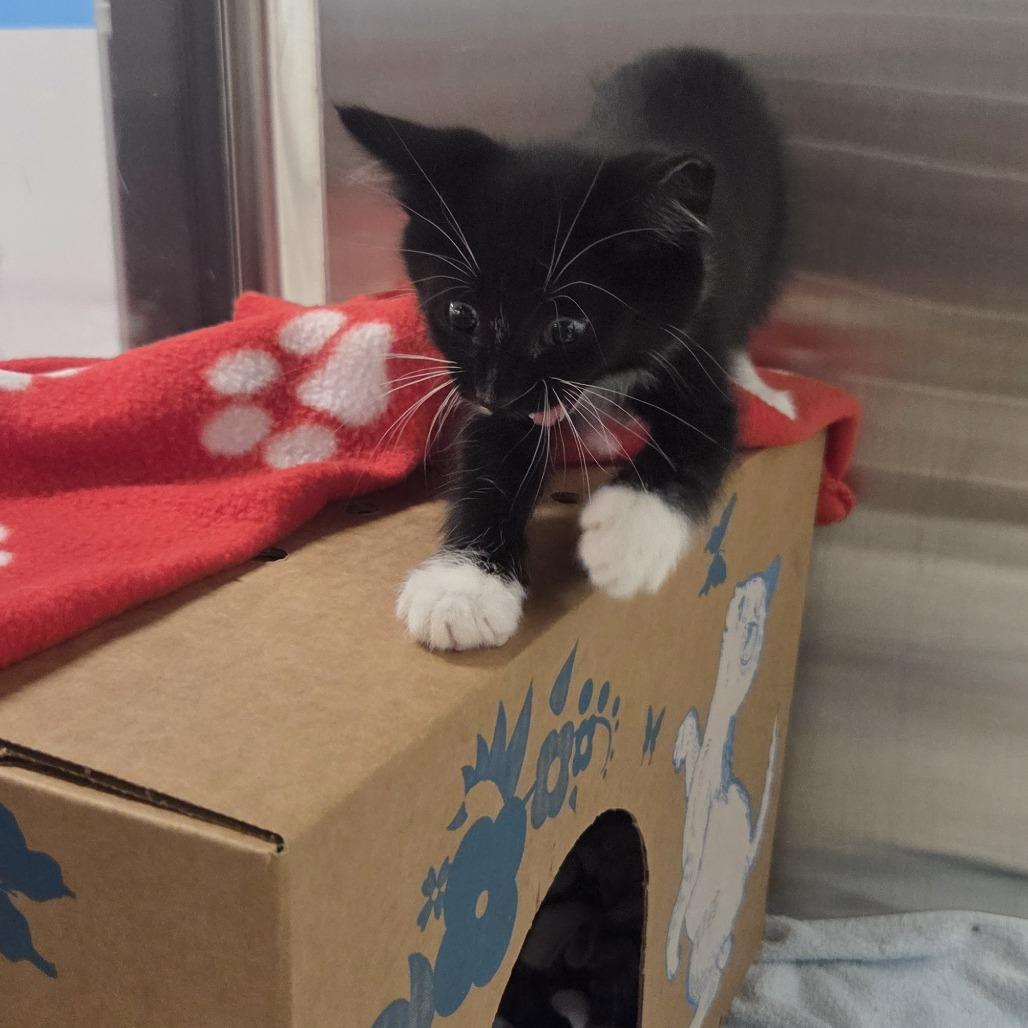 Jazz, a Adoptable Domestic Short Hair in Allyn, WA image 2/6