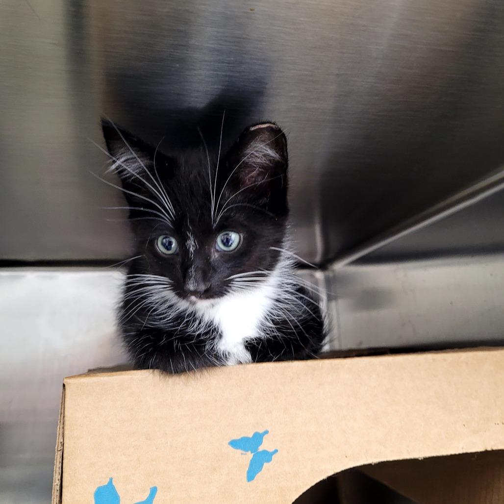 Jazz, a Adoptable Domestic Short Hair in Allyn, WA image 3/6