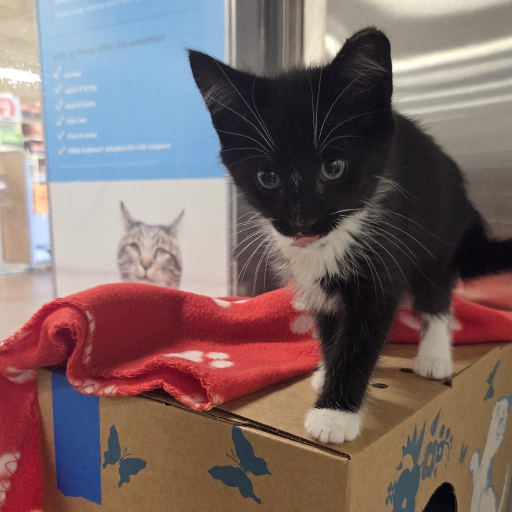 Jazz, a Adoptable Domestic Short Hair in Allyn, WA image 4/6