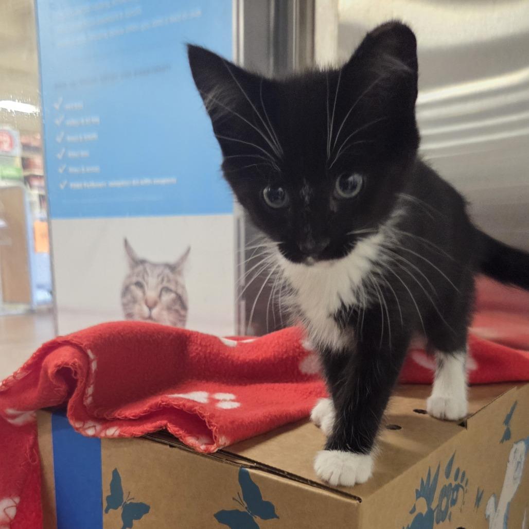 Jazz, a Adoptable Domestic Short Hair in Allyn, WA image 5/6
