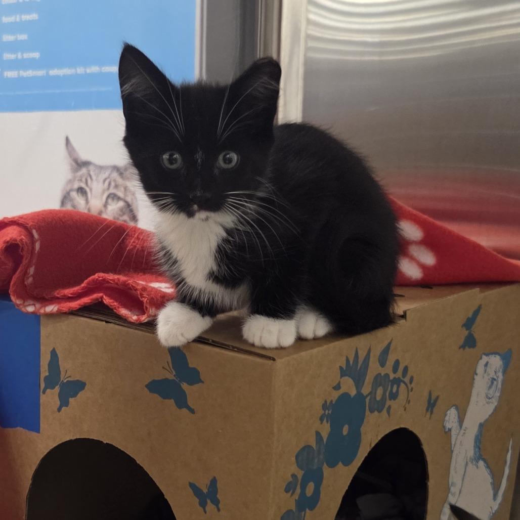Jazz, a Adoptable Domestic Short Hair in Allyn, WA image 6/6