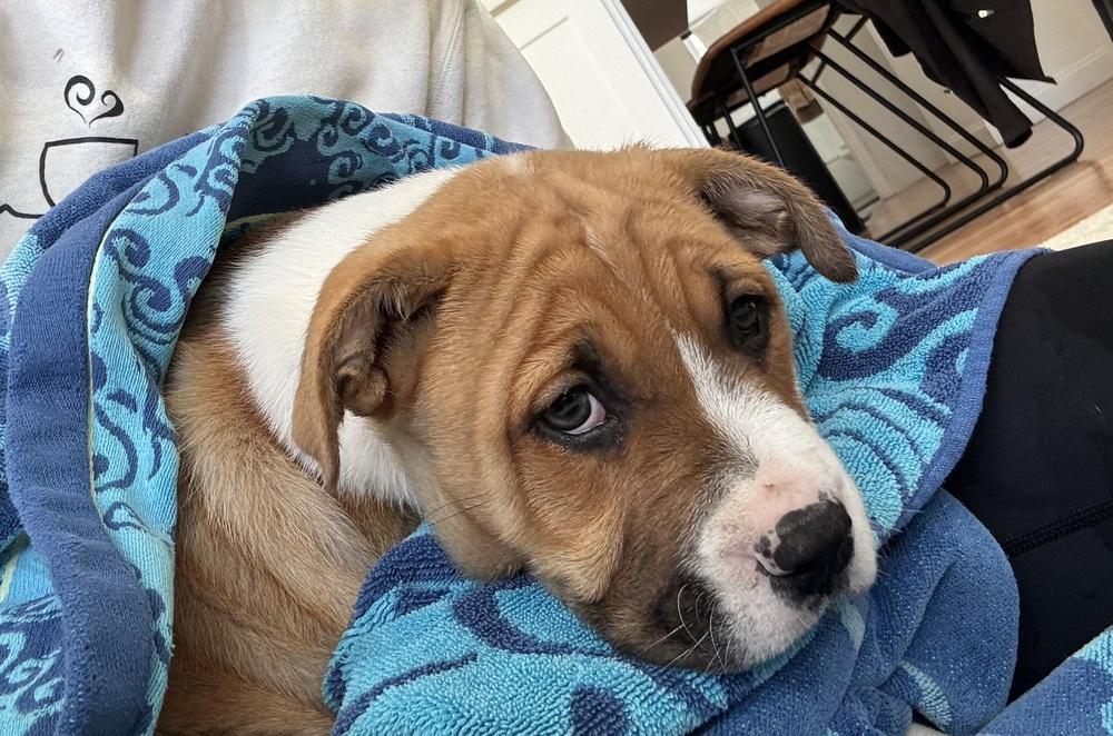 Henry, Adoptable, Puppy Male Labrador Retriever & Pit Bull Terrier.