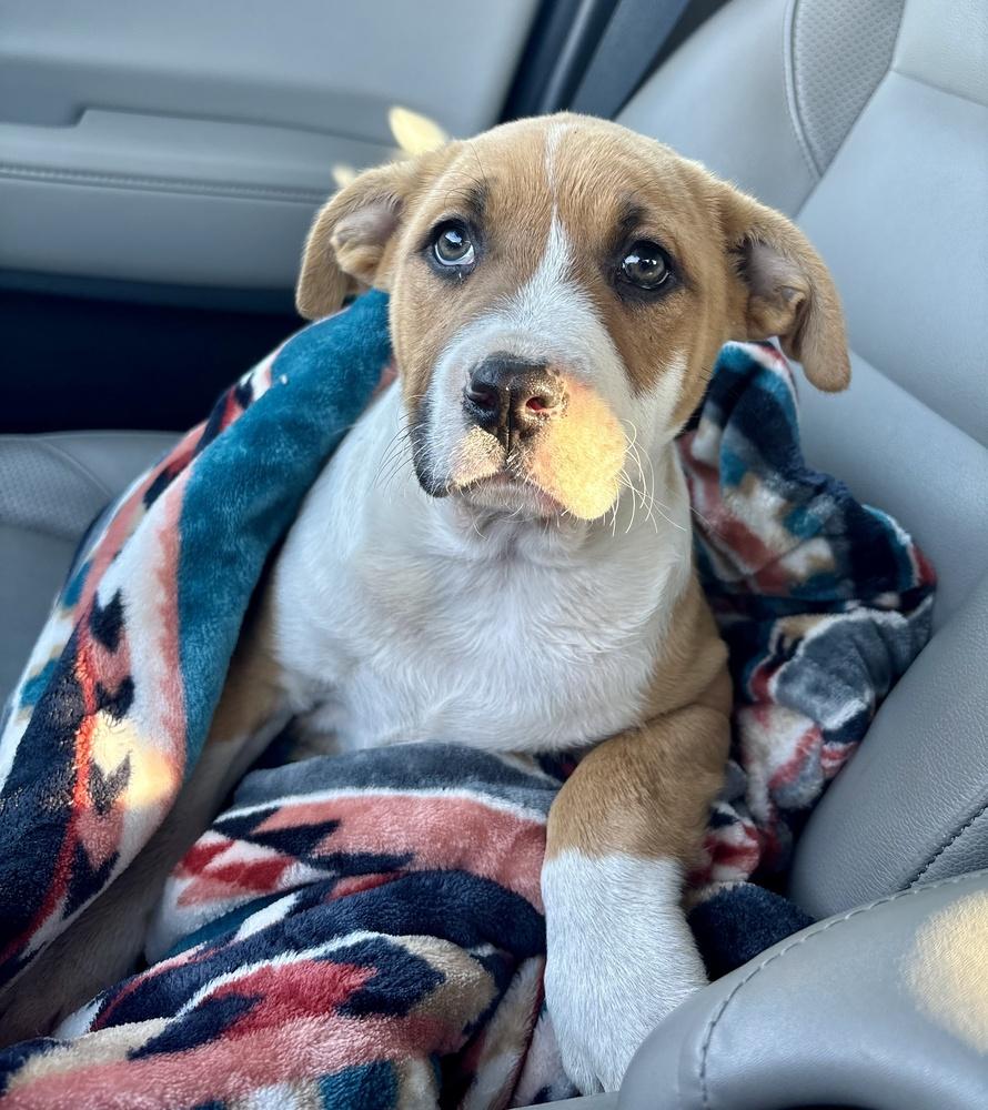 Enlarge Henry, a Adoptable mixed breed in Greenlawn, NY image 2/6