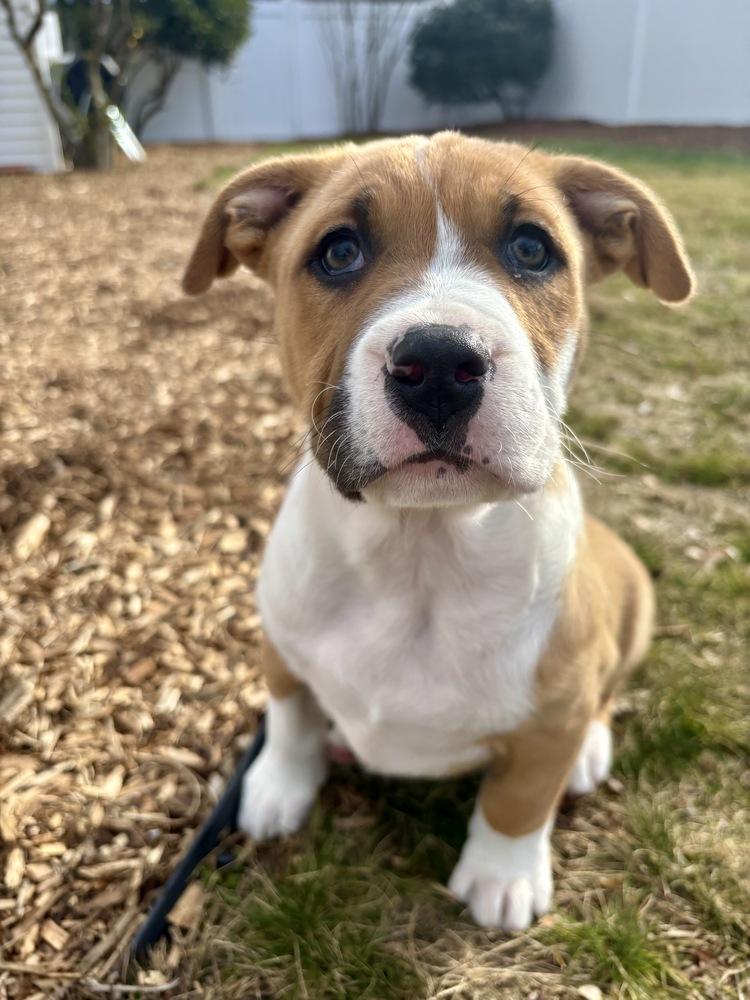 Enlarge Henry, a Adoptable mixed breed in Greenlawn, NY image 3/6