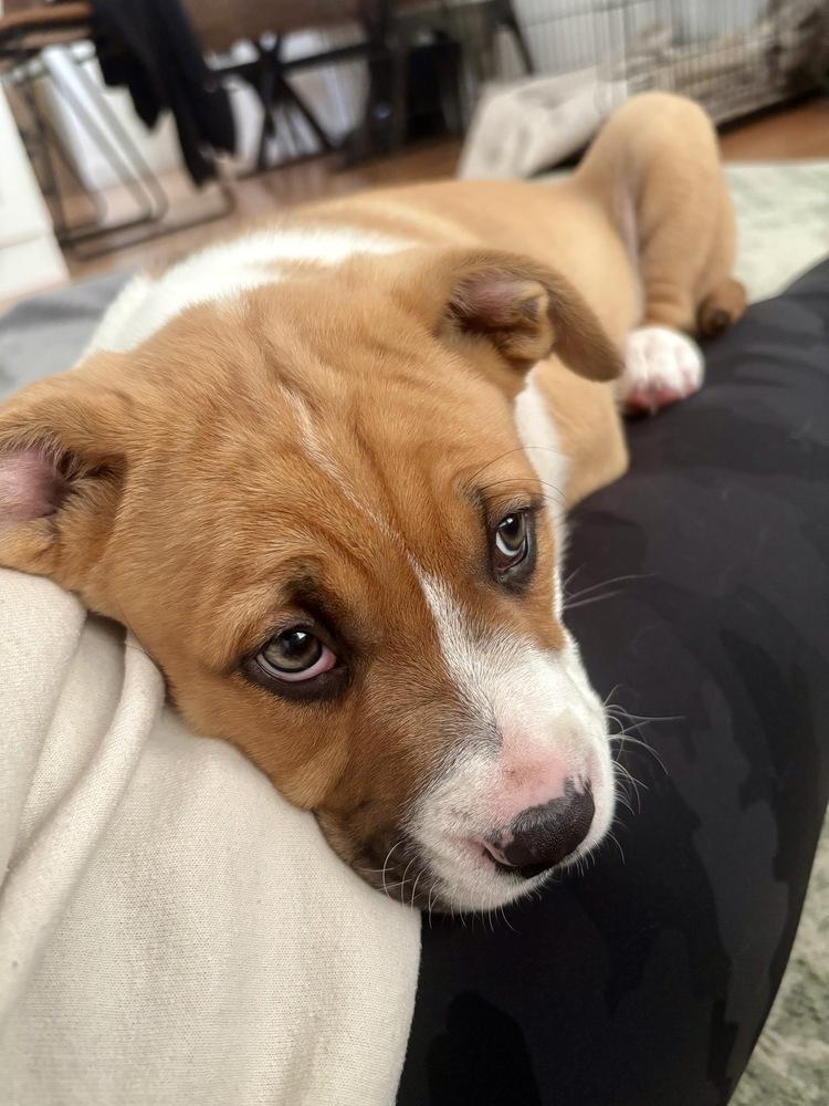 Enlarge Henry, a Adoptable mixed breed in Greenlawn, NY image 4/6