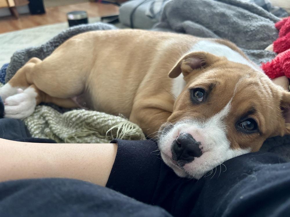 Enlarge Henry, a Adoptable mixed breed in Greenlawn, NY image 5/6