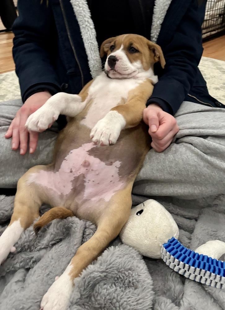 Enlarge Henry, a Adoptable mixed breed in Greenlawn, NY image 6/6