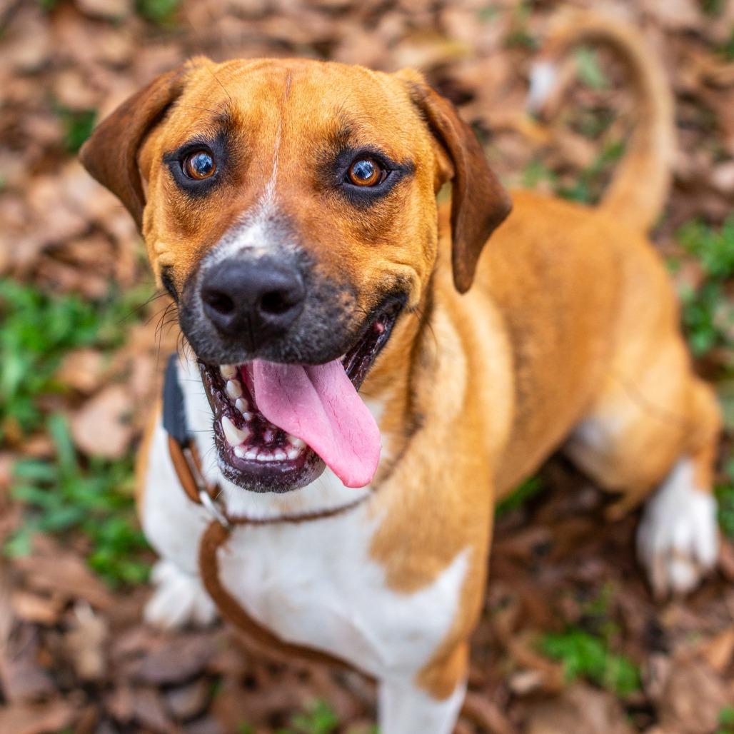 Winston, Adoptable, Adult Male Black Mouth Cur & Treeing Walker Coonhound.