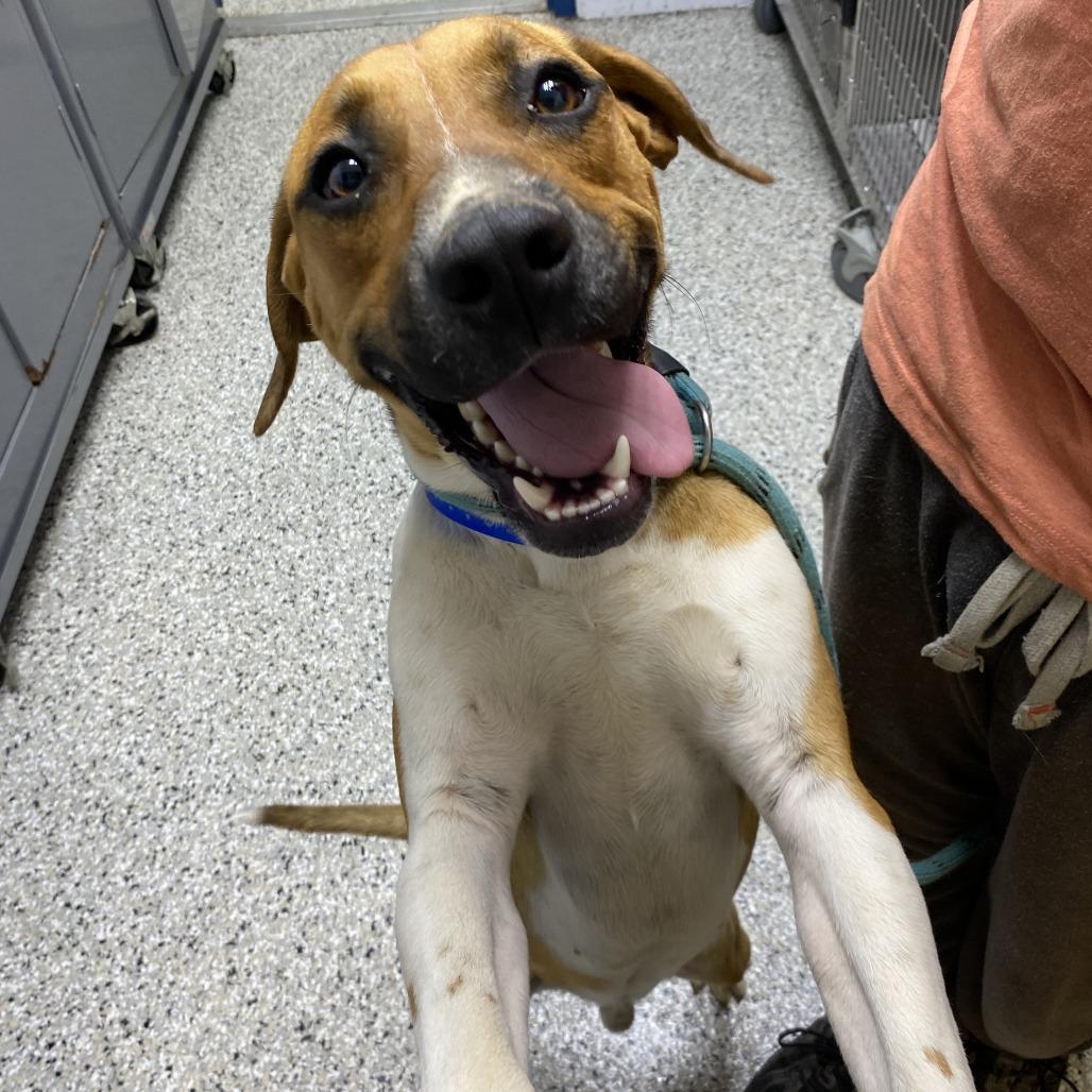 Winston, a Adoptable mixed breed in Hattiesburg, MS image 2/4