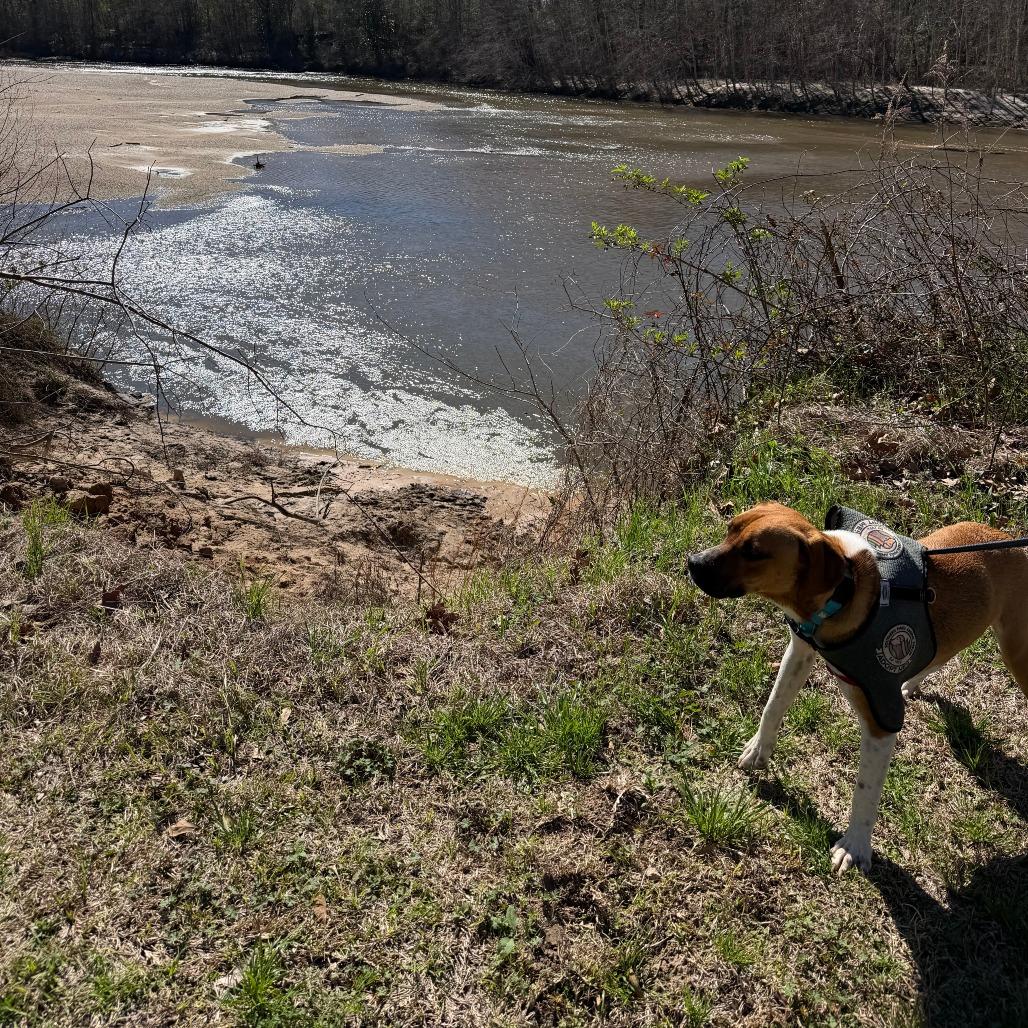 Winston, a Adoptable mixed breed in Hattiesburg, MS image 4/4
