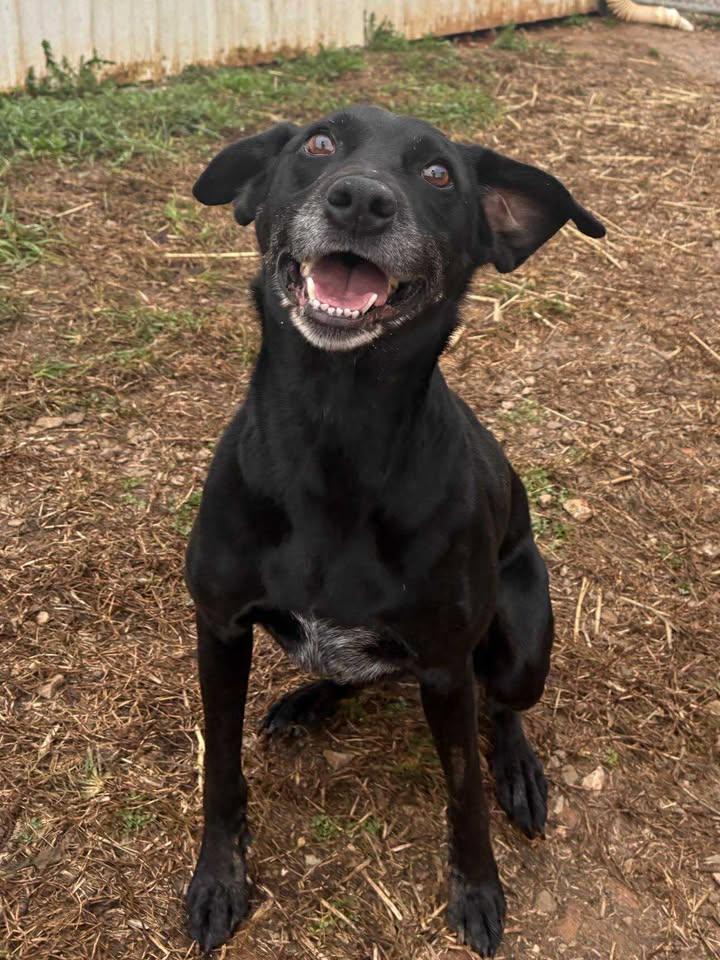 Enlarge Derp Vader, a Adoptable mixed breed in Munfordville, KY image 2/3