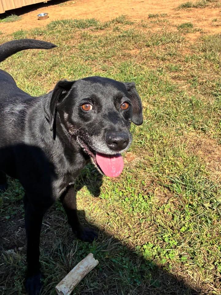 Enlarge Derp Vader, a Adoptable mixed breed in Munfordville, KY image 3/3