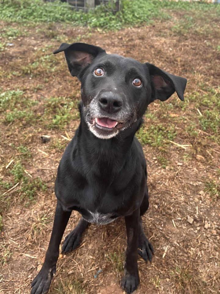 Enlarge Derp Vader, a Adoptable mixed breed in Munfordville, KY image 1/3
