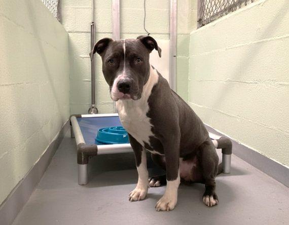 Oliver, Adoptable, Young Male Mixed Breed.