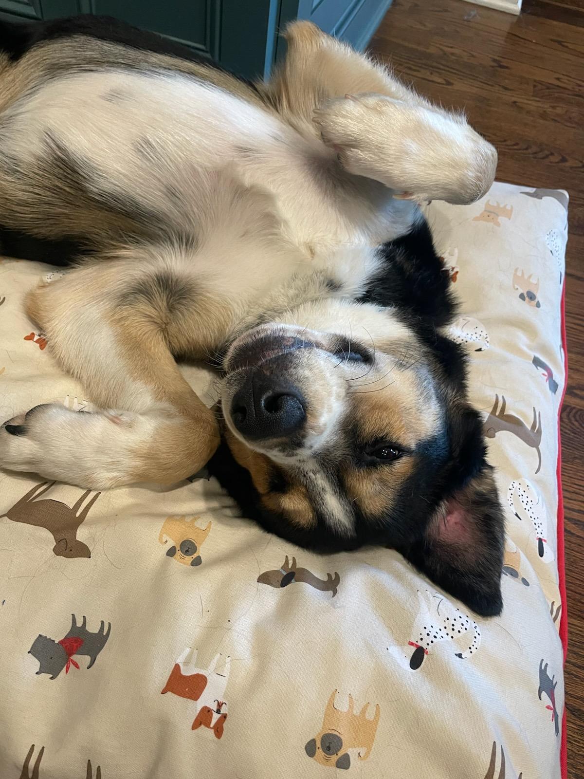 Goose, Adopted, Young Male Husky & Pyrenean Shepherd.
