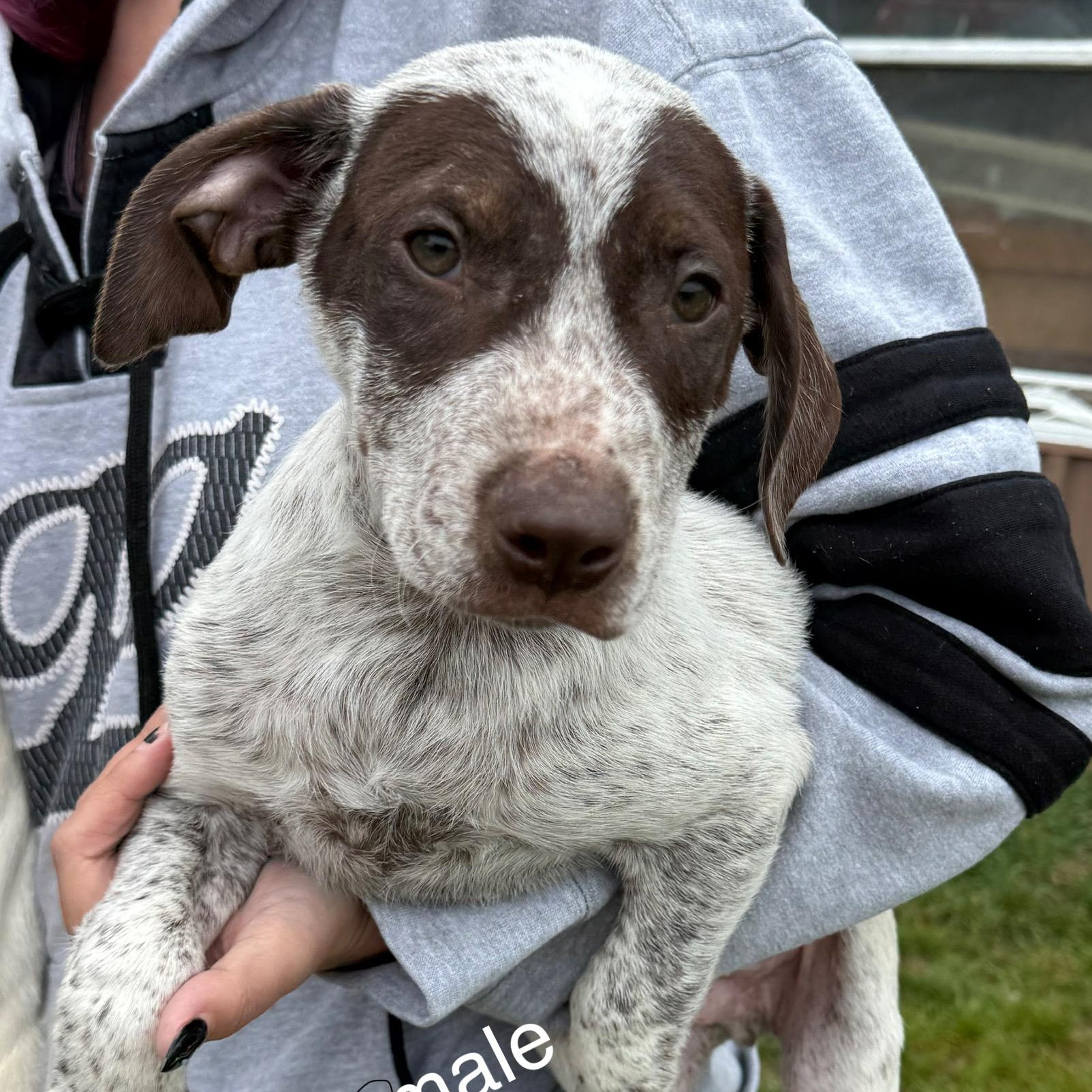Elm, Adoptable, Puppy Male German Shorthaired Pointer.