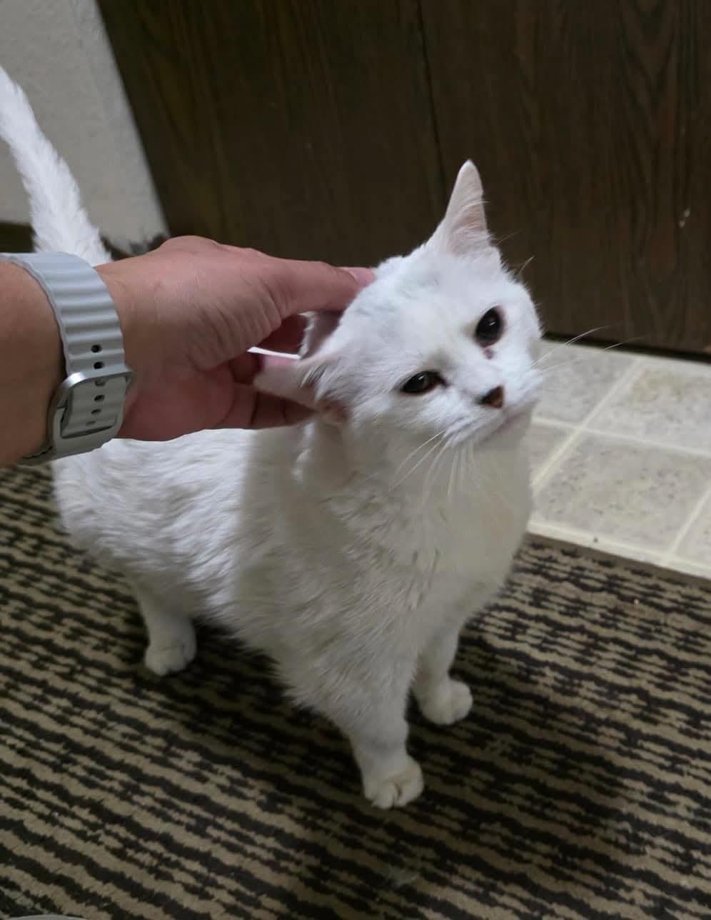 Abby, ADOPTABLE, Senior Female Domestic Short Hair.