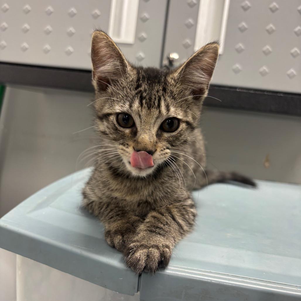 Luigi (lighter browner), Adoptable, Kitten Male Domestic Medium Hair.