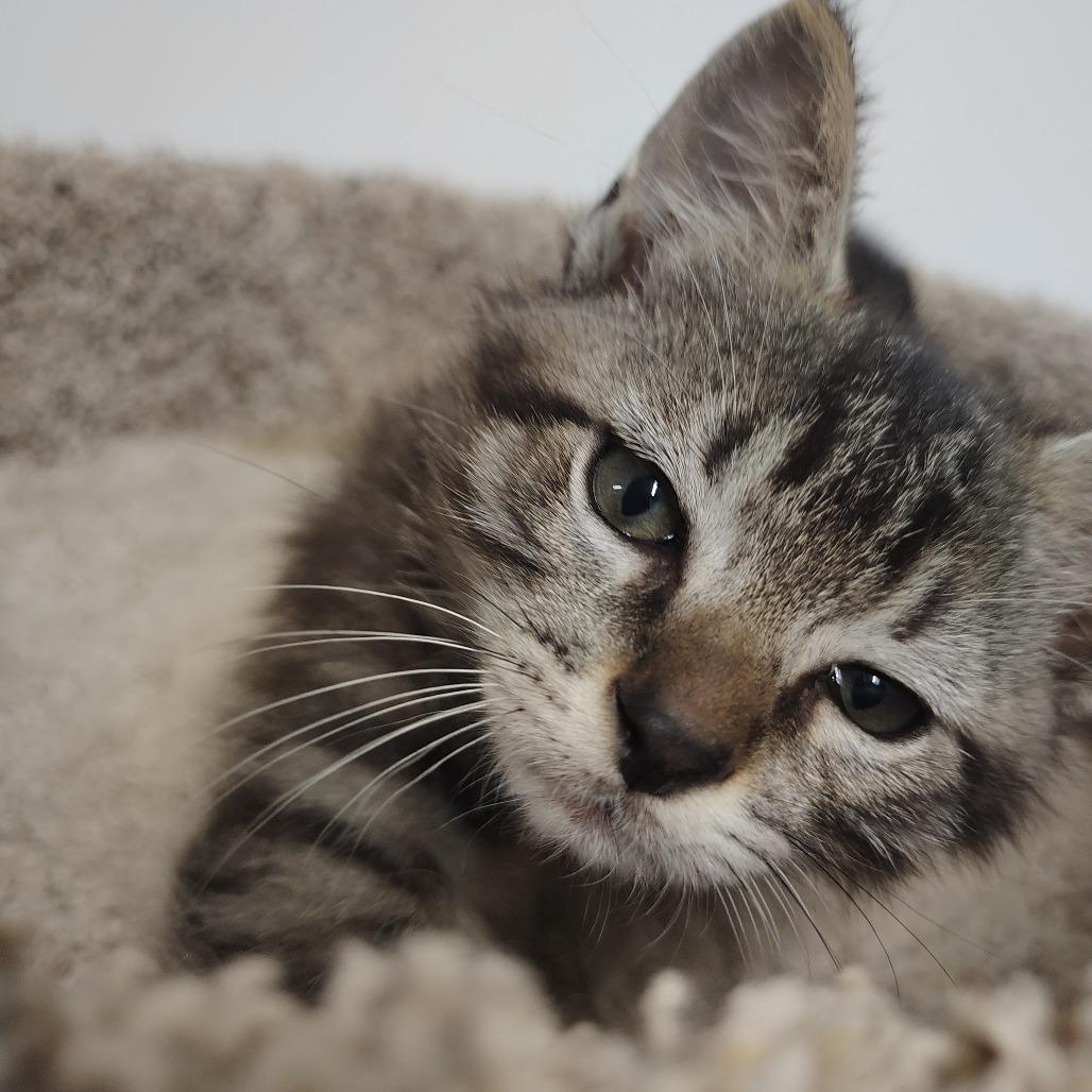 Enlarge Luigi (lighter browner), a Adoptable Domestic Medium Hair in Springtown, TX image 1/6