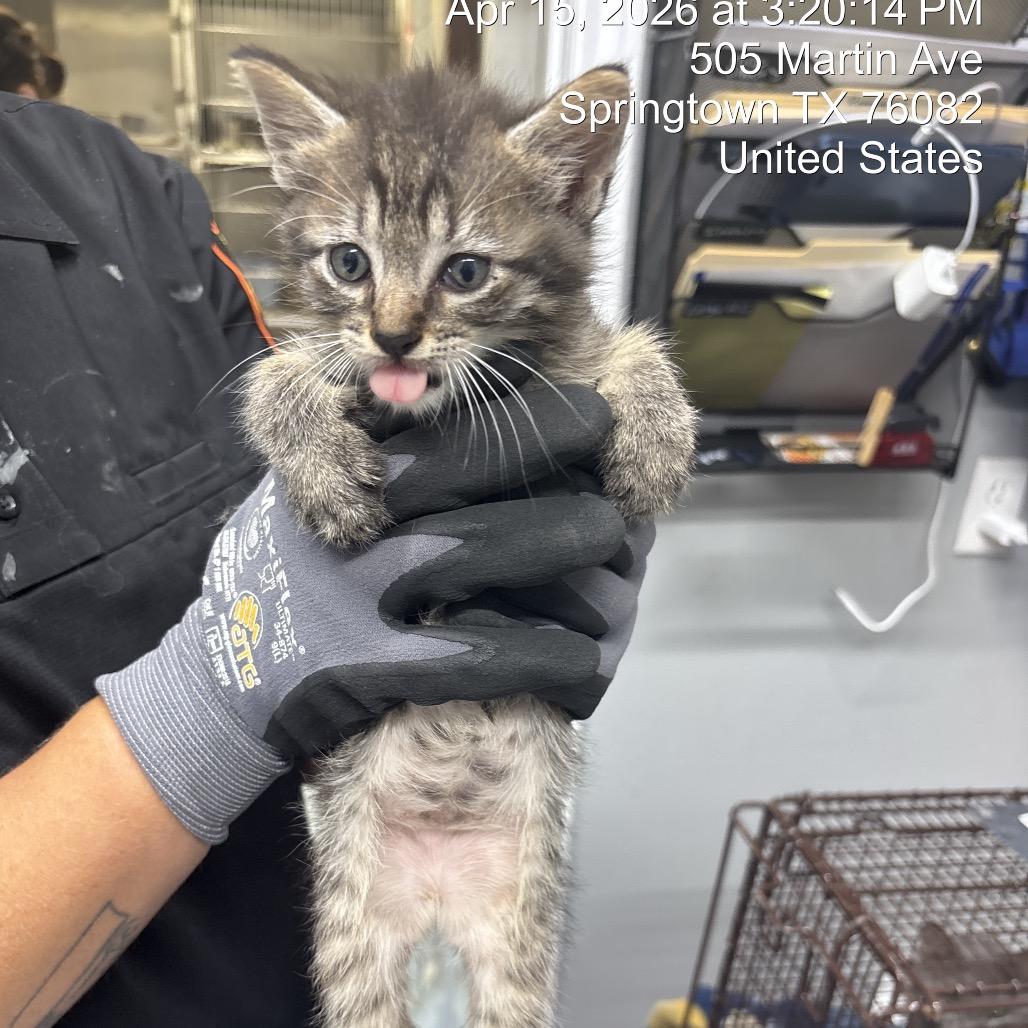 Enlarge Luigi (lighter browner), a Adoptable Domestic Medium Hair in Springtown, TX image 2/6