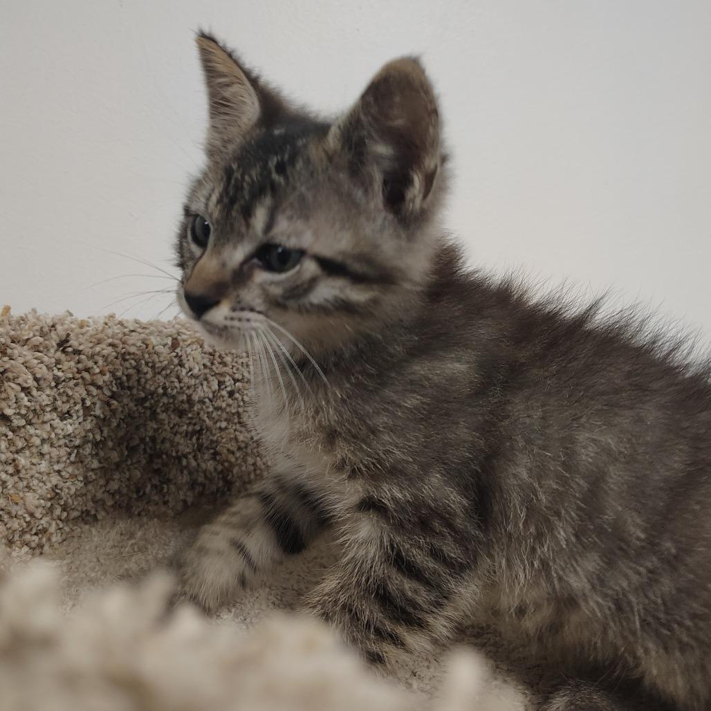 Enlarge Luigi (lighter browner), a Adoptable Domestic Medium Hair in Springtown, TX image 3/6